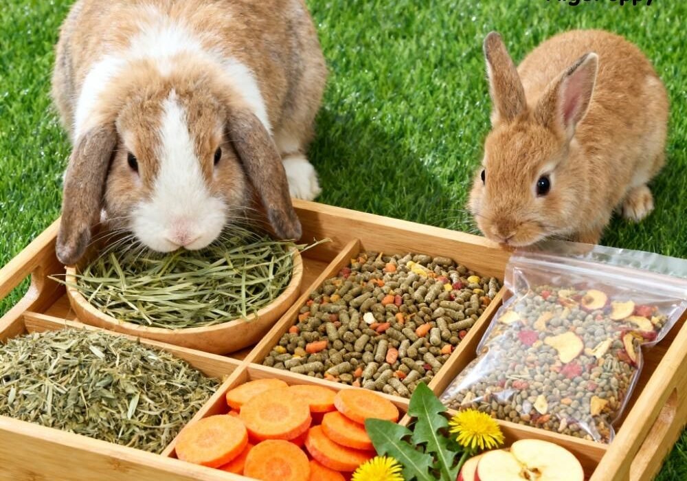 Small Animal Food for Rabbit