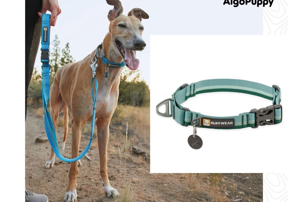 Martingale Collar
