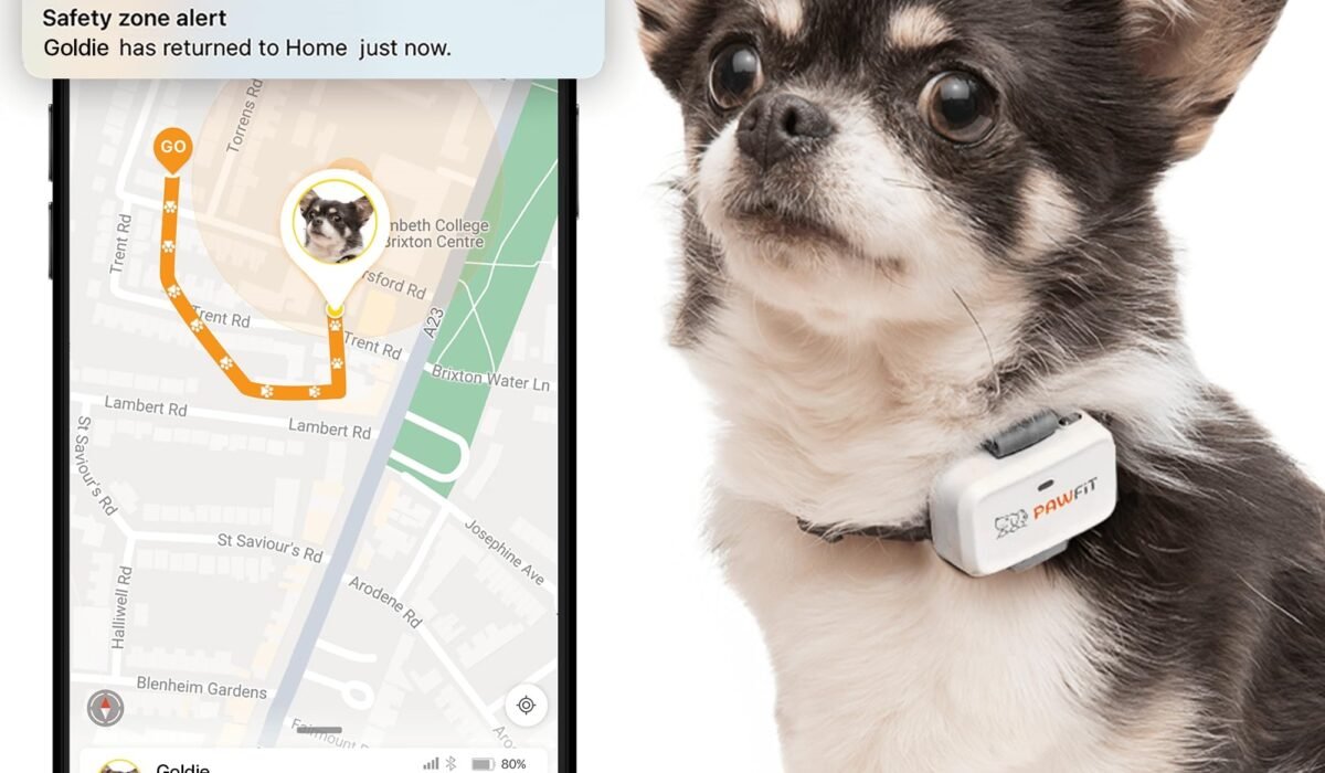 dog activity tracker