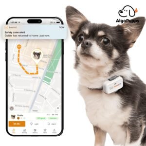 dog activity tracker